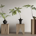Bonsai Potted Plants With Lush Fern Leaves On Wooden Stands For Indoor Decor