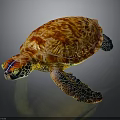 Colorful Sea Turtle With Vibrant Shell Patterns And Blue Flippers Isolated On Dark Background