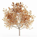 Scenic Autumn Arbor Trees With Vibrant Red Orange Leaves And Fallen Foliage