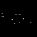 Beautiful Graceful White Flying Birds Soaring in Mid Air Against Black Background
