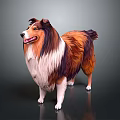 Brown and White Collie Dog with Long Hair Standing on Dark Background