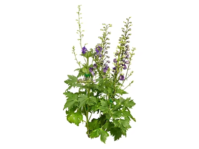 Vibrant Purple Flowers With Fresh Green Leaves And Healthy Stems 3d model