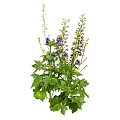 Vibrant Purple Flowers With Fresh Green Leaves And Healthy Stems