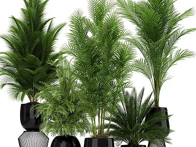 Indoor Decorative Plant Arrangement With Green Foliage And Black Geometric Planters 3d model