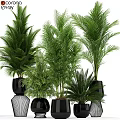 Indoor Decorative Plant Arrangement With Green Foliage And Black Geometric Planters