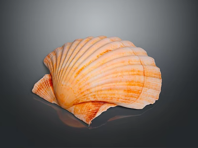 Beautiful Orange And White Mollusk Shell With Intricate Patterns On Dark Surface 3d model
