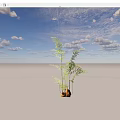 Lush Green Fern Shrubs With Long Stems Fronds And Brown Roots Casting Shadows