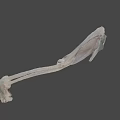 Prehistoric Animal Skeleton Fossil with Complete Anatomical Structure