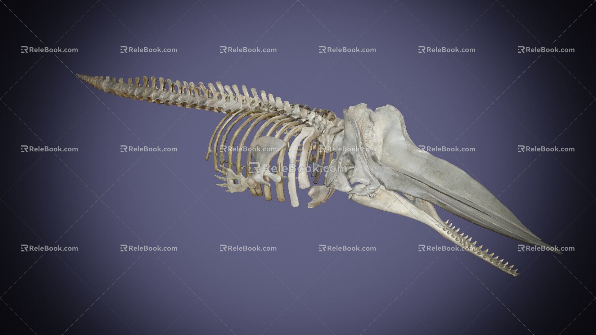 The skeleton of a modern giant sperm whale 3d model