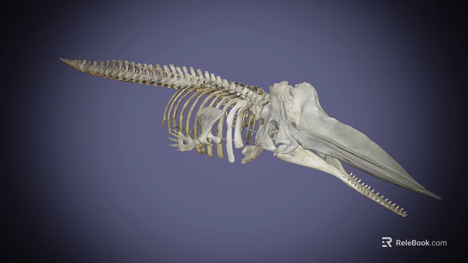 Medical Education Skeleton Model For Veterinary Anatomy Teaching And Research 3d model 