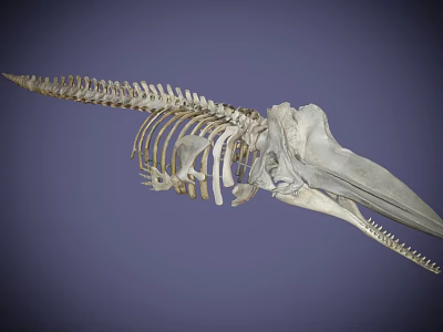 The skeleton of a modern giant sperm whale 3d model