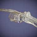 The skeleton of a modern giant sperm whale 3d model