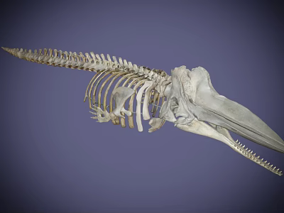 Medical Education Skeleton Model For Veterinary Anatomy Teaching And Research 3d model Medical Education Skeleton Model For Veterinary Anatomy Teaching And Research 3d model