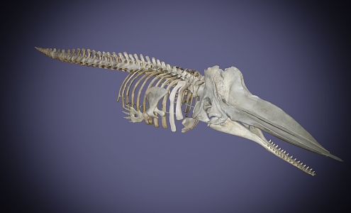 The skeleton of a modern giant sperm whale 3d model