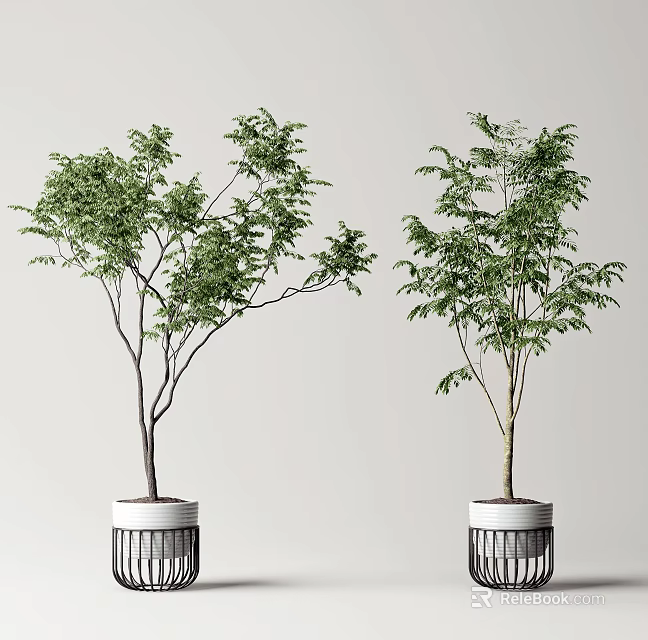 Indoor Bonsai Plants With Slender Trunks And Lush Green Leaves In White Cylindrical Pots 3d model 