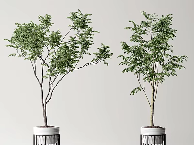 Indoor Bonsai Plants With Slender Trunks And Lush Green Leaves In White Cylindrical Pots 3d model