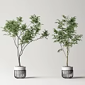 Indoor Bonsai Plants With Slender Trunks And Lush Green Leaves In White Cylindrical Pots