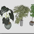 Three Different Indoor Plants in Various Shaped Pots with Green Leaves