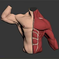 Human Torso Anatomical Model Displaying Left Muscular And Right Red Muscle Structure