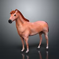 Brown Horse 3D Model Standing On Dark Background With Reflection 3d model