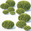 Modern shrub hedge 3d model