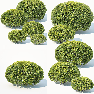 Modern shrub hedge 3d model