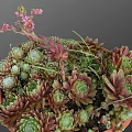 Succulent Plants In Terracotta Pot With Various Colored Leaves And Small Flower Buds