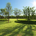 Arbor Trees With Support Frames On Green Lawn Neatly Trimmed Hedges And Blue Sky Shadows