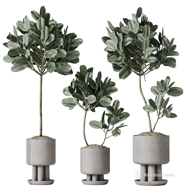 Bonsai Potted Plants With Lush Green Leaves In Gray Pots Of Different Sizes 3d model 