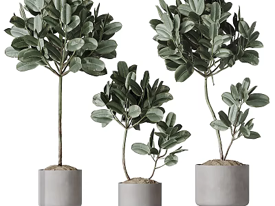 Bonsai Potted Plants With Lush Green Leaves In Gray Pots Of Different Sizes 3d model