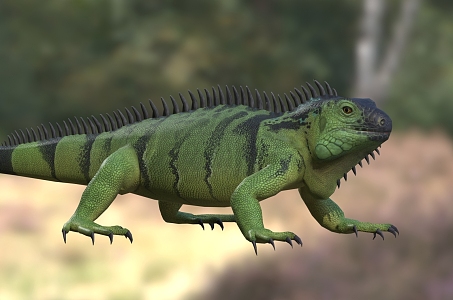 Green iguana American iguana American green iguana lizard animal 3d model