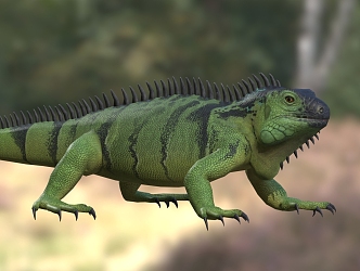 Green iguana American iguana American green iguana lizard animal 3d model