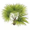 Modern Tree Joan Palmetto 3d model