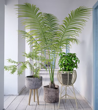 Indoor Potted Plants Including Palm Fern And Green Leafy With Woven Planters 3d model