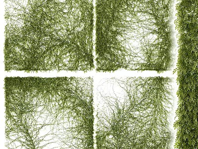 Lush Green Vine Plants With Various Forms On White Background Showcase 3d model