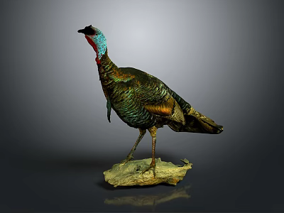 Turkey Taxidermy Mount With Green Brown Feathers On Stone Base Against Gray Background 3d model