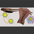 Pelvic Organs Detailed Anatomical Model With Cellular Structures And Medical Illustrations