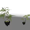 Bonsai Potted Fern Plants In Black Unique Design Pots For Indoor Decor