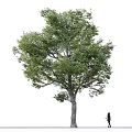 Tall Tree With Lush Green Leaves And A Person Standing Nearby On White Background