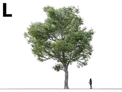 Tall Tree With Lush Green Leaves And A Person Standing Nearby On White Background 3d model