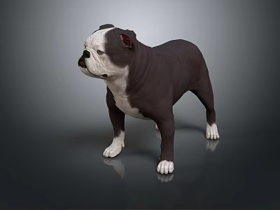 Gray and white Bulldog with white paws standing on dark background 3d model