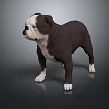 Gray and white Bulldog with white paws standing on dark background
