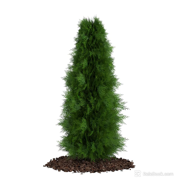 Tall Evergreen Coniferous Tree With Lush Green Foliage And Brown Soil Base 3d model 