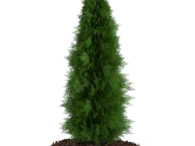 Tall Evergreen Coniferous Tree With Lush Green Foliage And Brown Soil Base 3d model