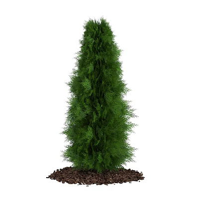 Platycladus orientalis garden plants 3d model