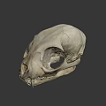 Animal Skull With Markings Displayed At Nature Lab University Of Nevada