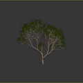 Green Leafy Tree With Brown Trunk And Lush Foliage Against Gray Background