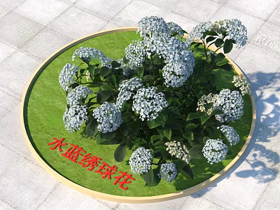 Beautiful Light Blue Hydrangea Flowers Displayed On Circular Green Base And Stone Tile Floor 3d model