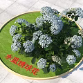 Beautiful Light Blue Hydrangea Flowers Displayed On Circular Green Base And Stone Tile Floor
