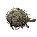 Spiky Round Pufferfish Marine Animal With Yellowish Brown And Gray Grid Like Texture